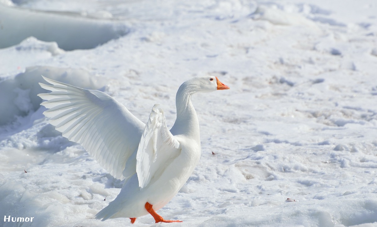 greater-snow-goose-284211_1920.jpg