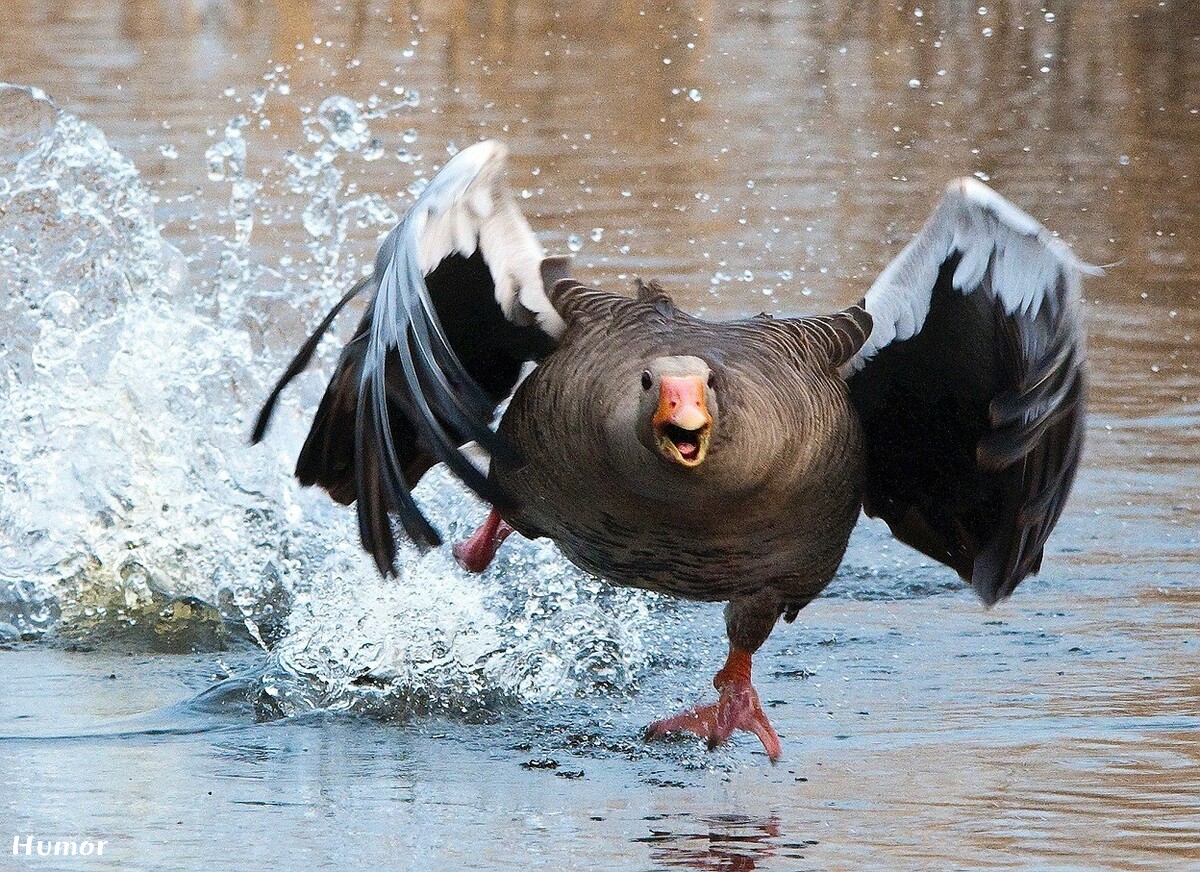 greylag-goose-g5c4cf8967_1920.jpg