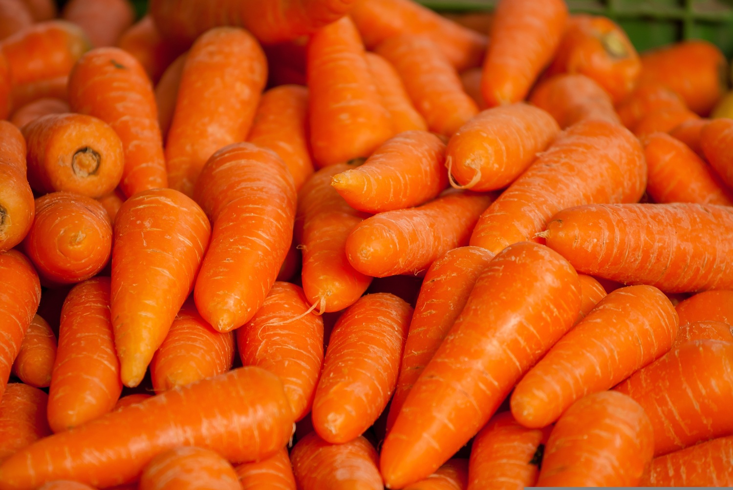 carrots-1508847.jpg